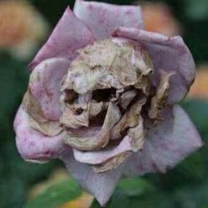 Meet your Posher, Em